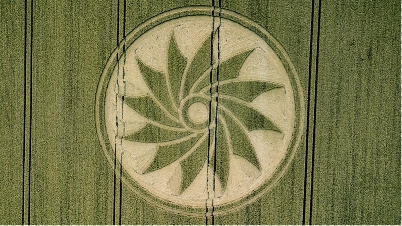 Clifford's Hill, near Allington, Wiltshire. 21st July 2018. Wheat. c.130 feet (39.5m) in diameter. A floral pattern consisting of 12 ‘petals’ round a central ringed circle. Copyright © Jane Barford.