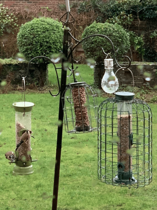 Goldfinches (taken by Sloane, were of necessity taken from some distance away and in the rain)