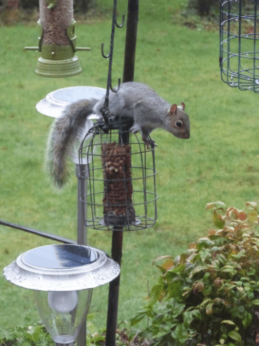 Grey Squirrel. Photo ~ Sloane Pringle