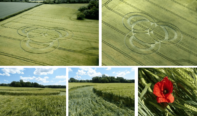 Long Wood, near Littleton, Hampshire. 3rd June 2019 100 feet (30.5m) overall. Barley. Three interlocking circles forming a trefoil.